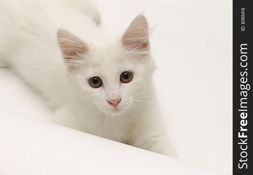 White cat, kitten against the white backround. White cat, kitten against the white backround