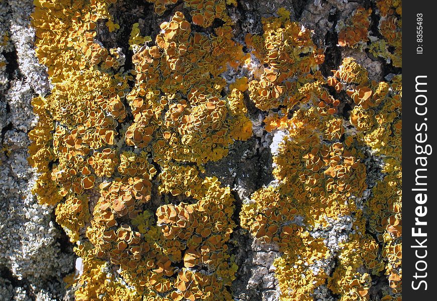 Moss on a tree crust