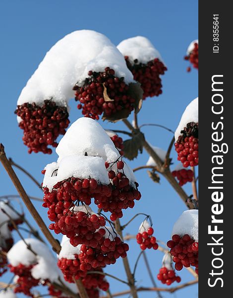 Branch of the viburnum in snow,solar,winter day