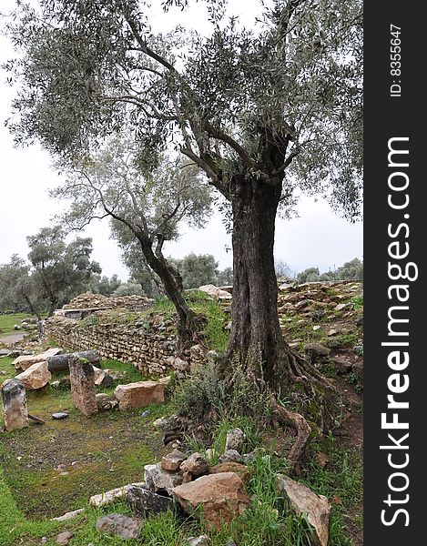 Olive grove in the aydin, turkey. Olive grove in the aydin, turkey