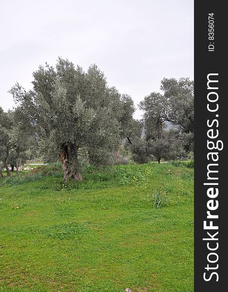 Olive grove in the aydin, turkey. Olive grove in the aydin, turkey