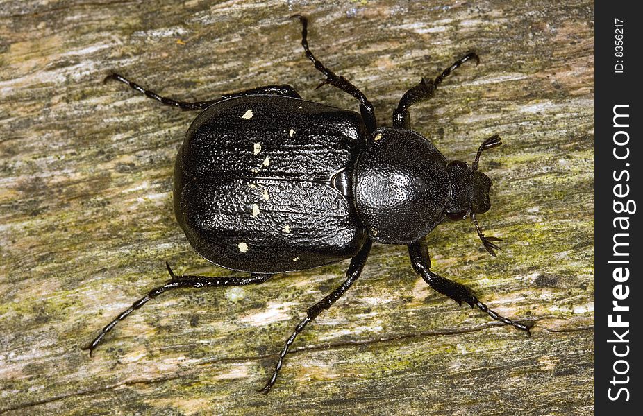 Macro photograph of a resting Gnorimus variabilis. This beetle is on thw Swedish list of endangered spieces.