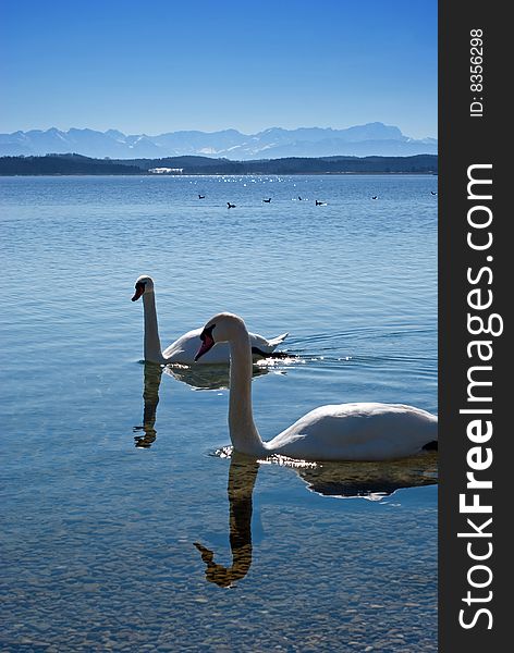 Swans on lake Starnberger See in Bavaria, Germany. The impressive mountain range in the background are the European Alps. The picture was taken on a beautiful winter day. Swans on lake Starnberger See in Bavaria, Germany. The impressive mountain range in the background are the European Alps. The picture was taken on a beautiful winter day.