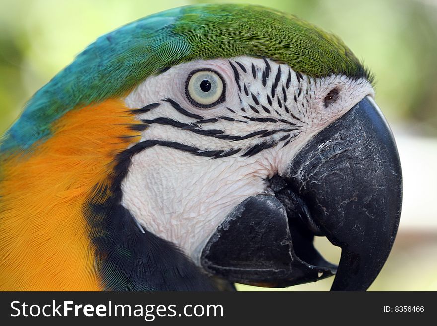 Macaw Parrot Macro with Vibrant Color & Detail