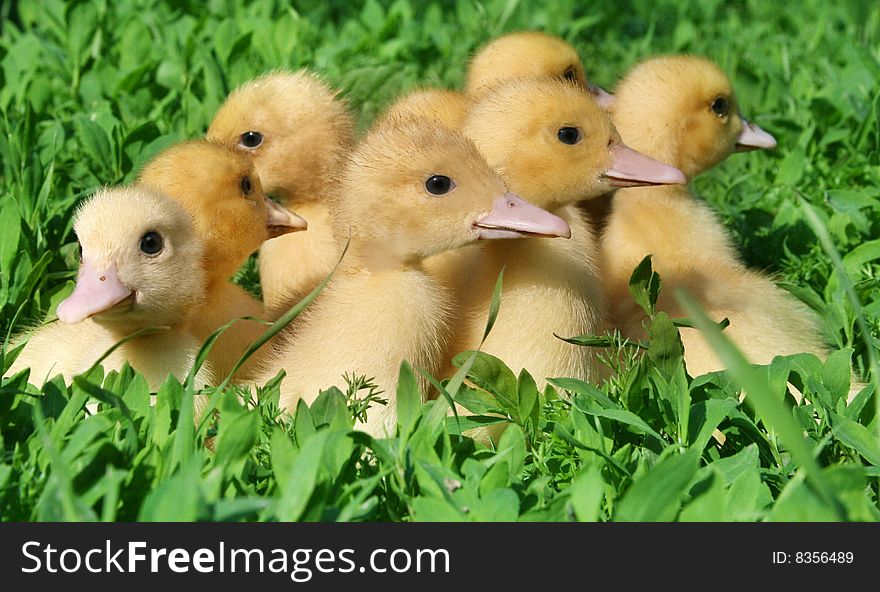 Little ducklings walking through the grass