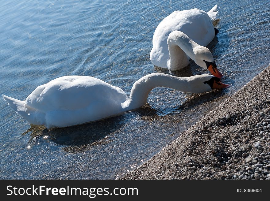 Swans On Lake Starnberger See In Bavaria