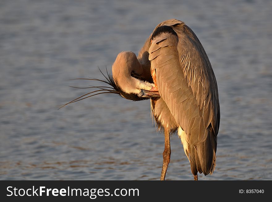 A great blue heron with beak on his thigh standing in a pond