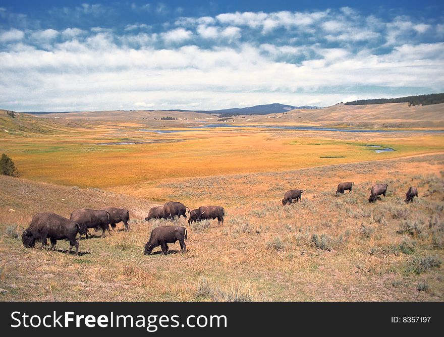 The herd of buffalo crossed the meadow undisturbed by my presence. The herd of buffalo crossed the meadow undisturbed by my presence.