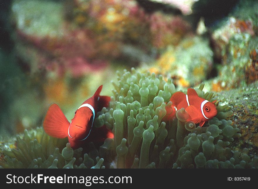 Spinecheek anemonefish at home in the host anemone off the coast of papua new guinea;