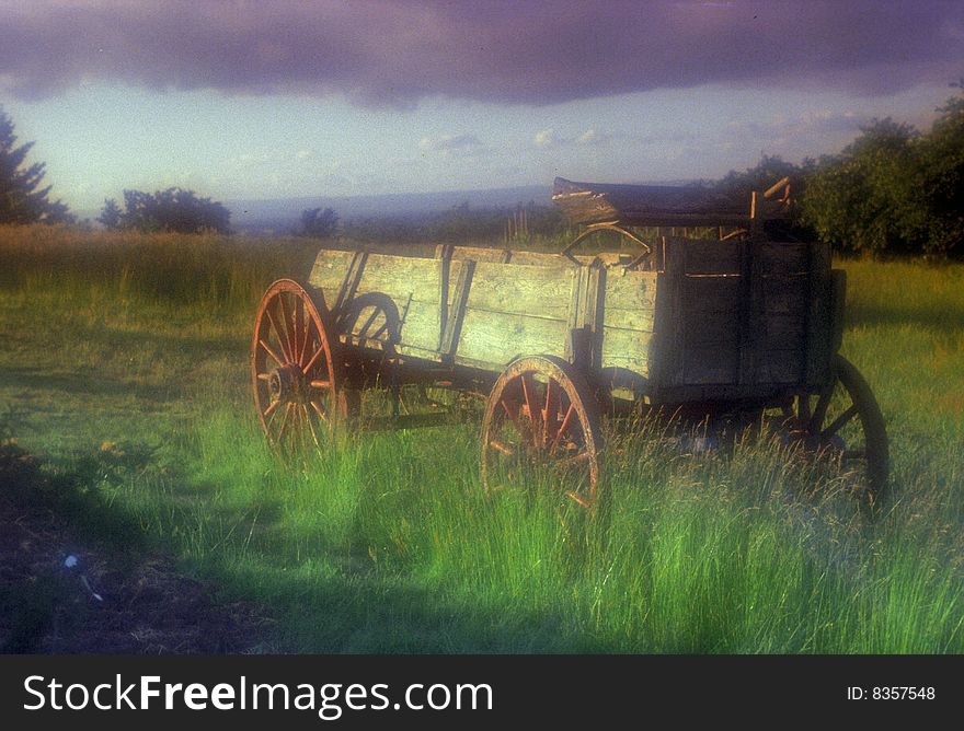 This antique wagon has been in the Mulhousen Vineyard[now Ponzi] in Newberg, Oregon for uncountable years.
