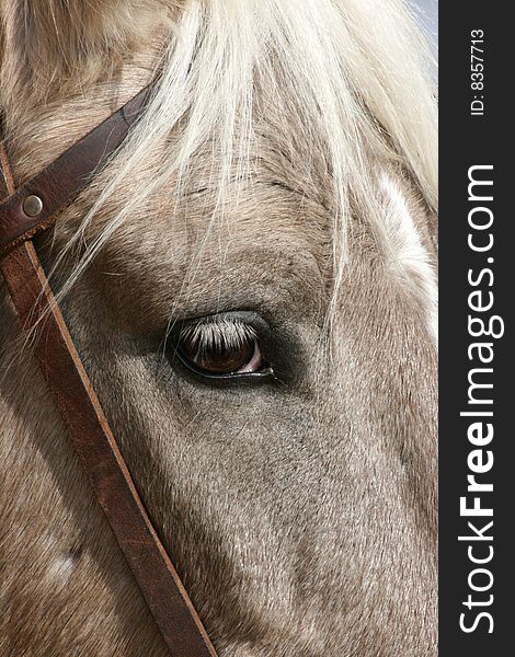 Close-up picture of the face of a white horse. Close-up picture of the face of a white horse