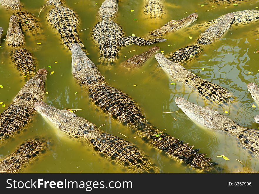 Crocodiles at crocodile farm and zoo.