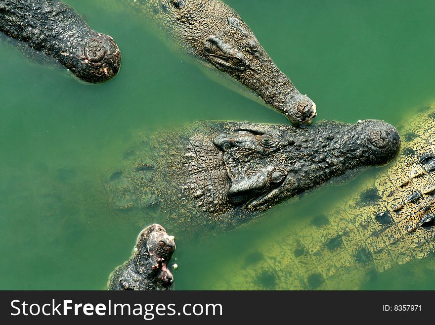 Crocodiles at crocodile farm and zoo.