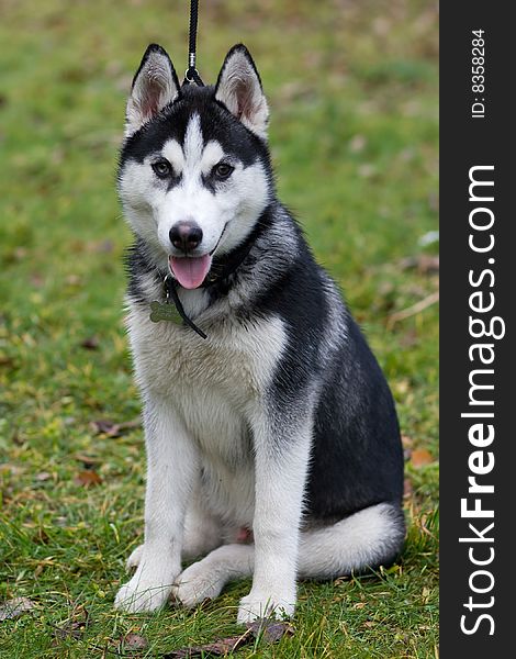 Portrait of siberian husky outdoor