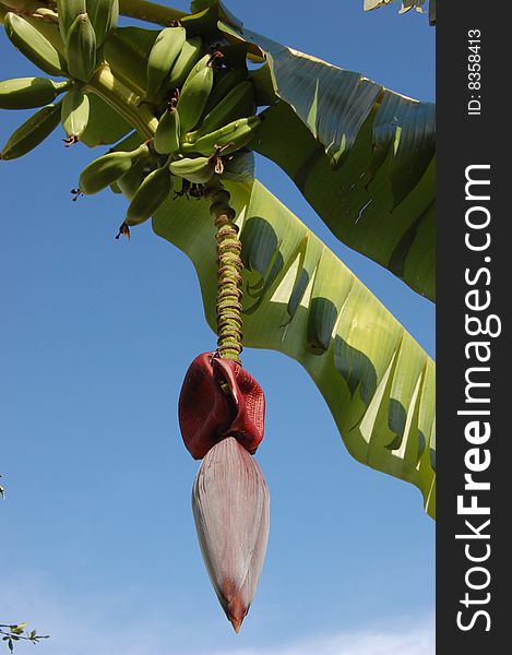 Banana tree leaves, flower and fruits