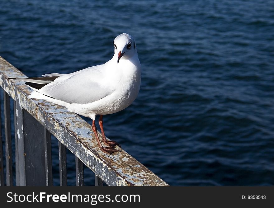 A seagull resting and staring at the camera. A seagull resting and staring at the camera