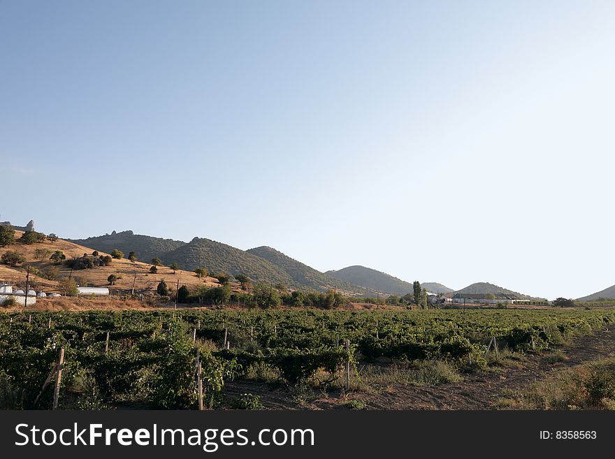 Panoramic view of a vineyard in Crimea, Ukraine in late afternoon.