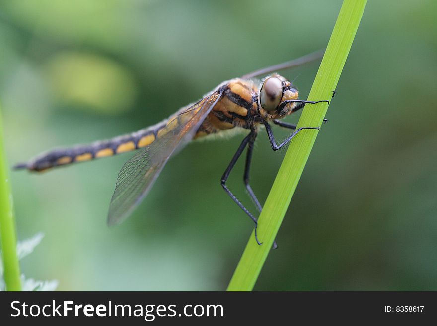 Dragonfly clings to a blade of sawgrass  in Park.