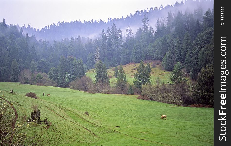 Horses grazing in a peaceful valley. Horses grazing in a peaceful valley