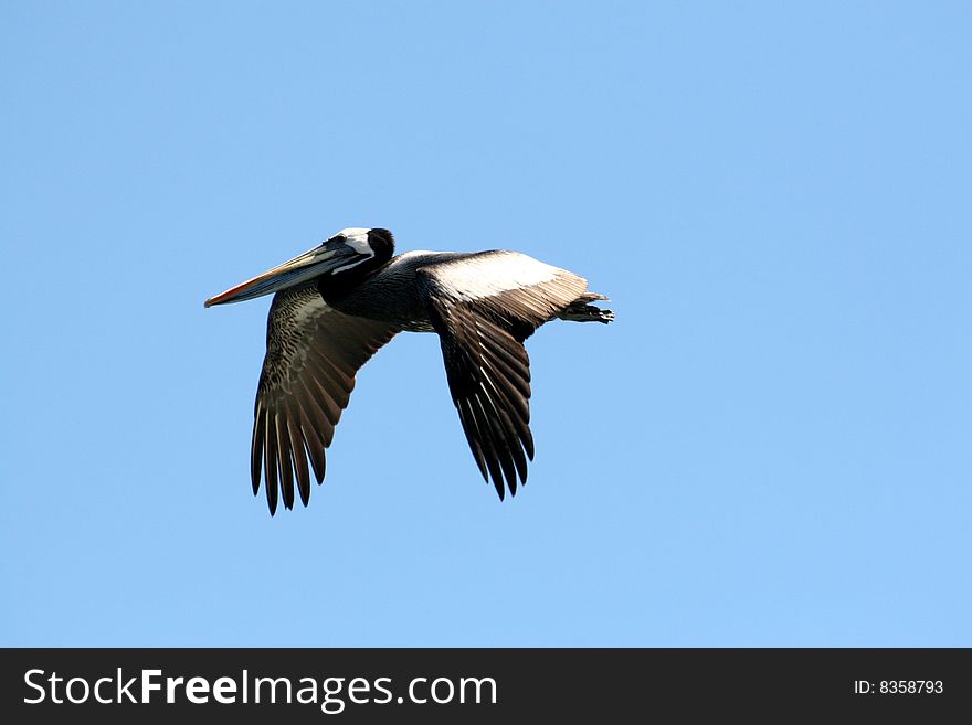 Flying  Peruvian Pelican (Pelecanus Occidentalis Thagus)