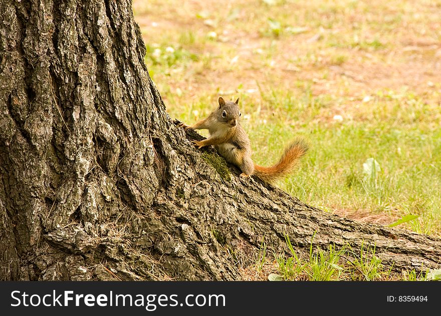 Baby squirrel climbing a tree