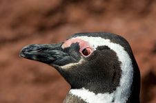 Magellanic Penguin In Punta Tombo, Patagonia. Royalty Free Stock Photos Magellanic Penguin In Punta Tombo, Patagonia. Royalty Free Stock Photos