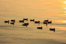 Duck Sunset Royalty Free Stock Photo Duck Sunset Royalty Free Stock Photo