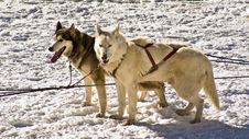 Husky Snow Dogs Royalty Free Stock Image
