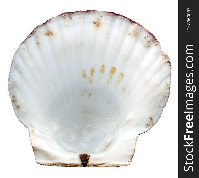 Scallop seashell from ocean on white