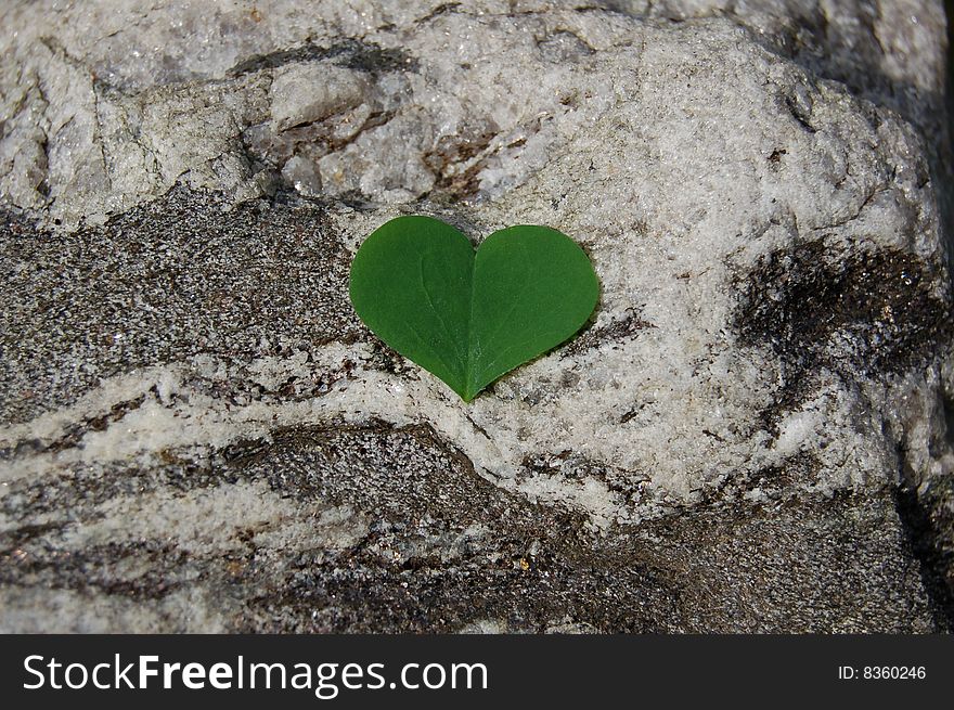Clover leaf on a rock. Clover leaf on a rock