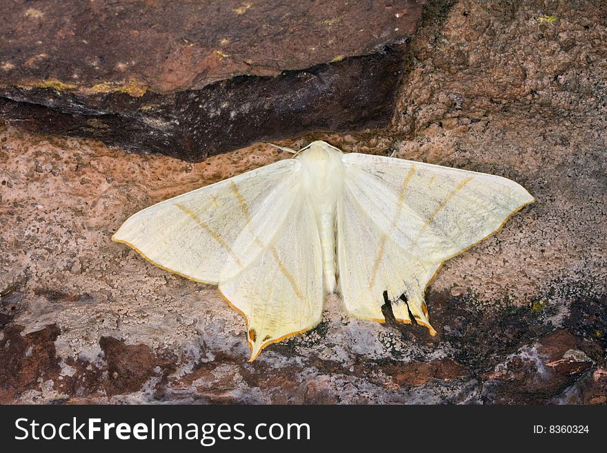 Macro photograph of a beautiful yellow moth.