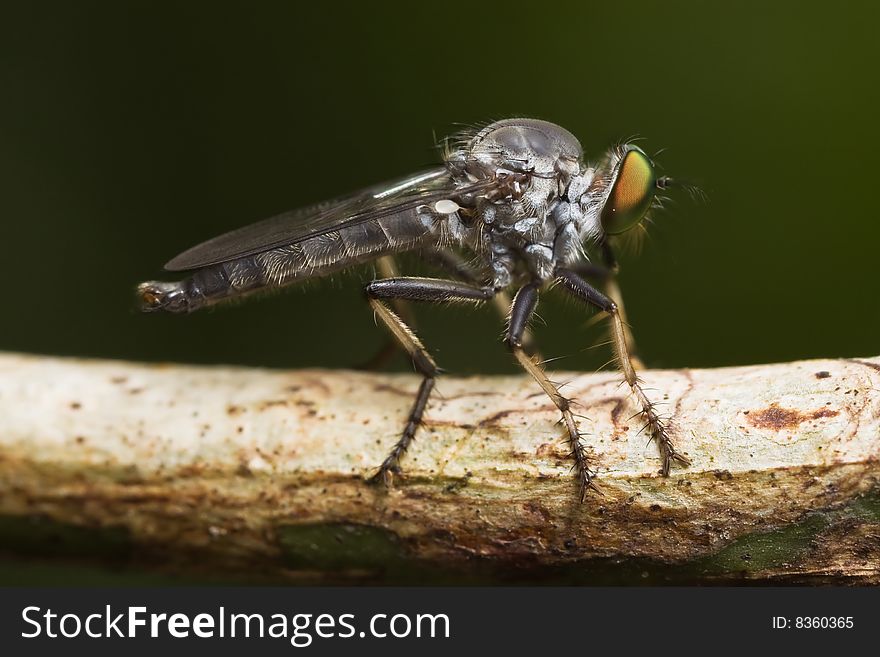 Silver Robberfly close-up Macro