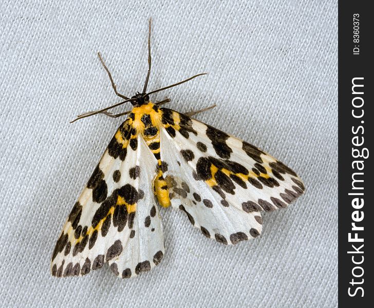 Macro photograph of a Magpie Moth. This moth is a pest on leaves of shrubs.