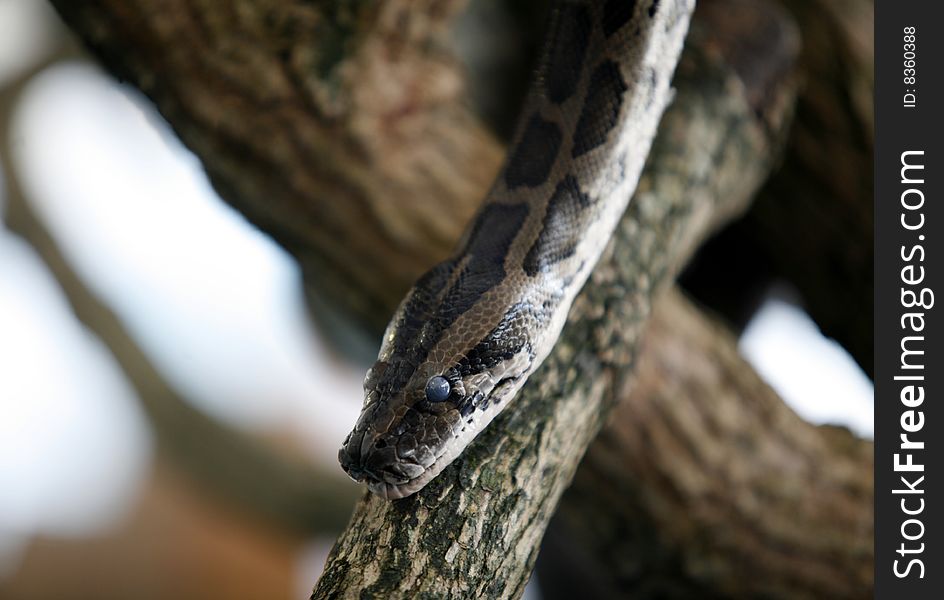 A closeup of a phyton head.