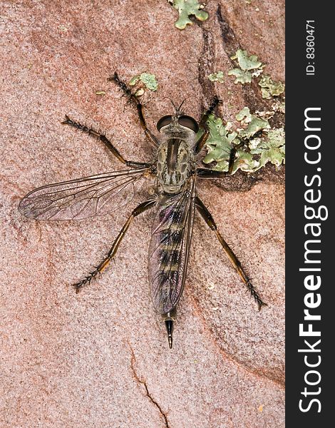 Macro photograph of a resting robber fly.