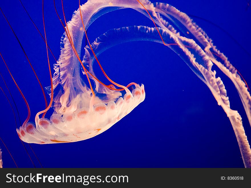 Colorful Image of a Purple-striped Jellyfish