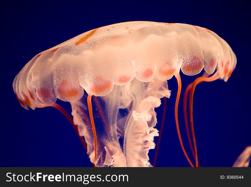 Close Up of a Purple-striped Jellyfish