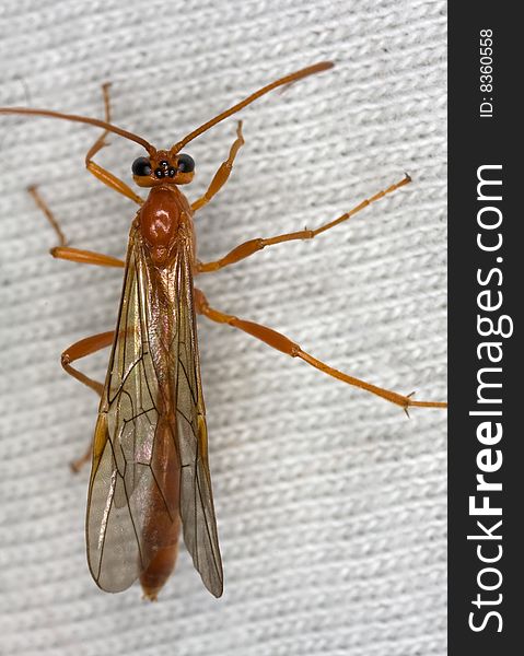 Macro photograph of a sitting Ichneumon wasp.