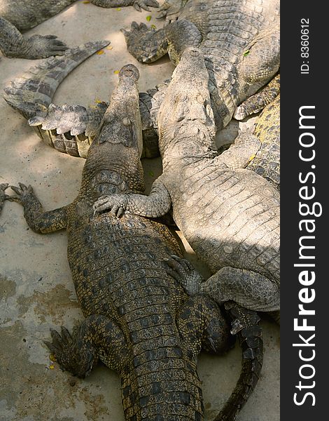 Crocodiles -brothers and company at crocodile farm.