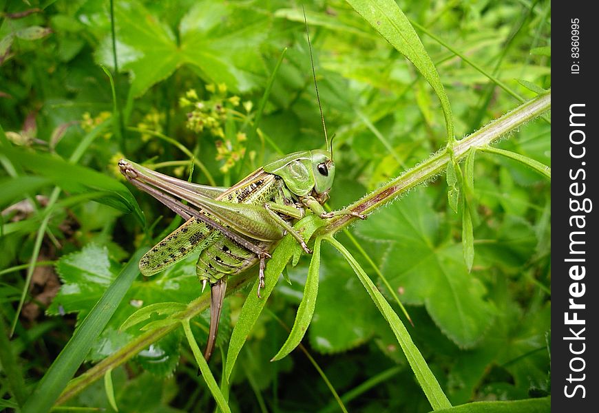 Green locust on the green grass
