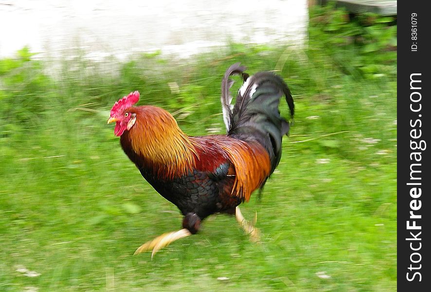 The quickly running strong beautiful cock. The quickly running strong beautiful cock
