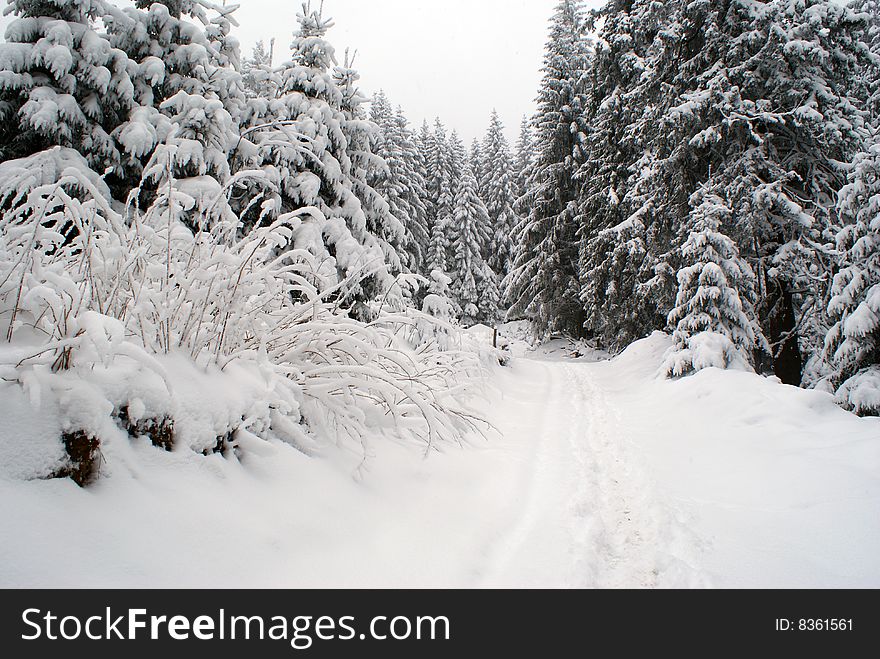 Cold and winter path covered in snow. Cold and winter path covered in snow