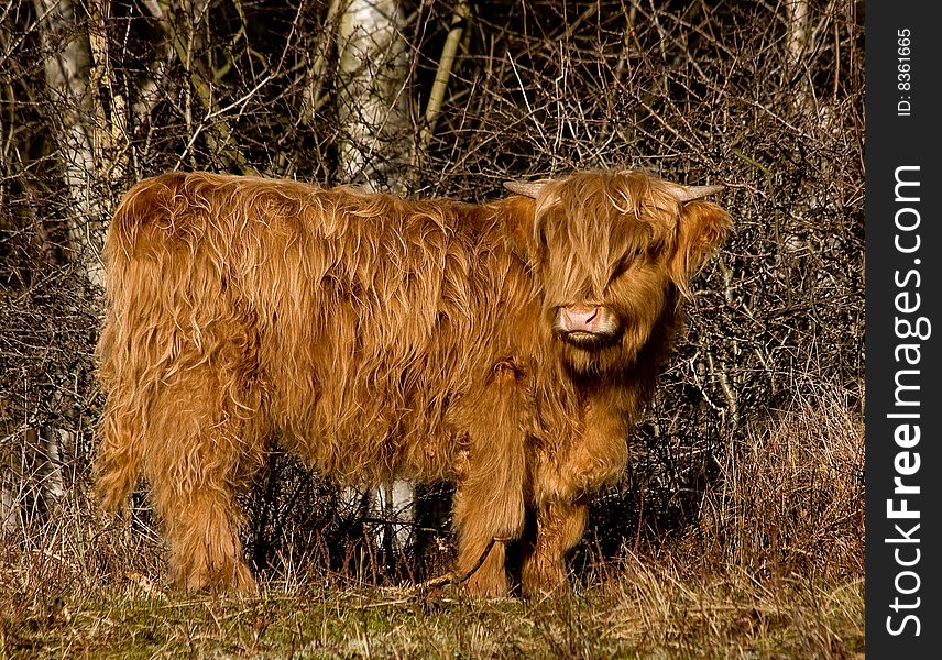 Scotland highlander cow in the forest