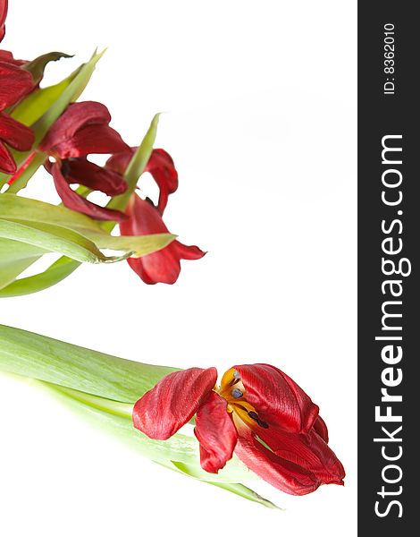 Bunch of wilted red tulips on a white background. Bunch of wilted red tulips on a white background.