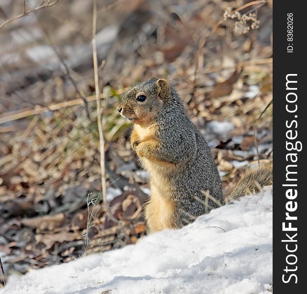 Fox squirrel sitting up on the ground with snow foreground