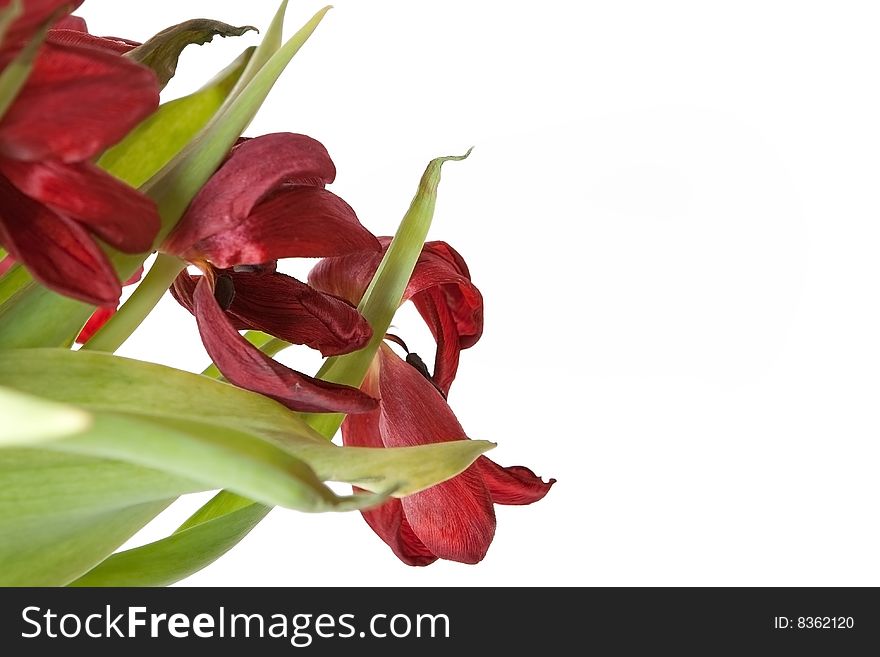 Bunch of wilted red tulips on a white background. Bunch of wilted red tulips on a white background.