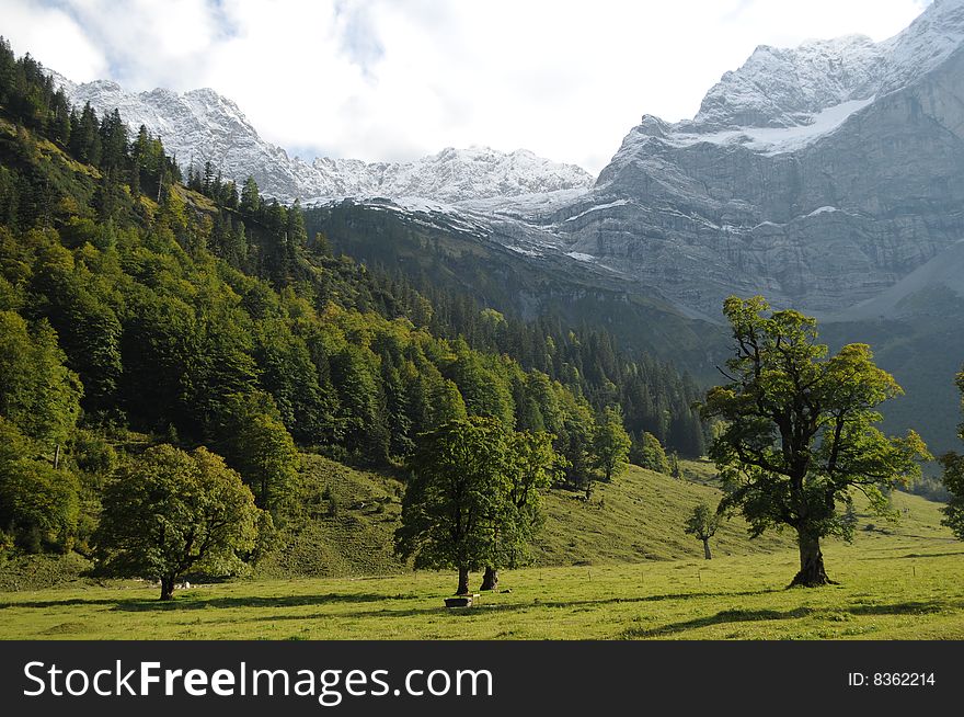 Maple trees in an alpine valley. Maple trees in an alpine valley.