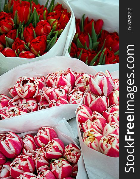 Bouquets of red and pink tulips. Bouquets of red and pink tulips