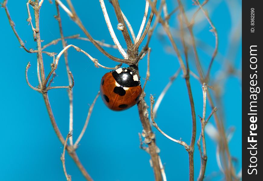 Red ladybird on blue background.