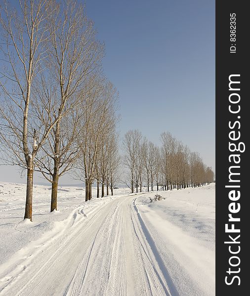 Winter landscape with path between trees